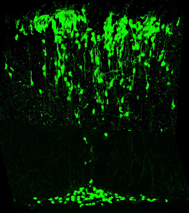 Figure 1: The pFRG/RTN is a neuronal population that is critical for breathing...